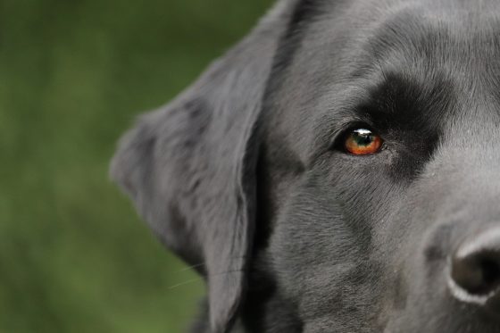 dog-g52382e4f3_1920
