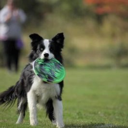 Frisbee Canin - Atelier de distance