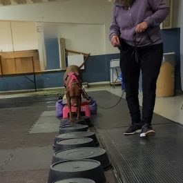 CaNinja - Niveau 1 (Initiation au Parkour canin)