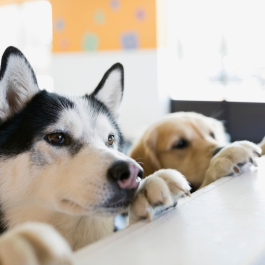 Gestion des problèmes courants à la maison - Atelier avec chien