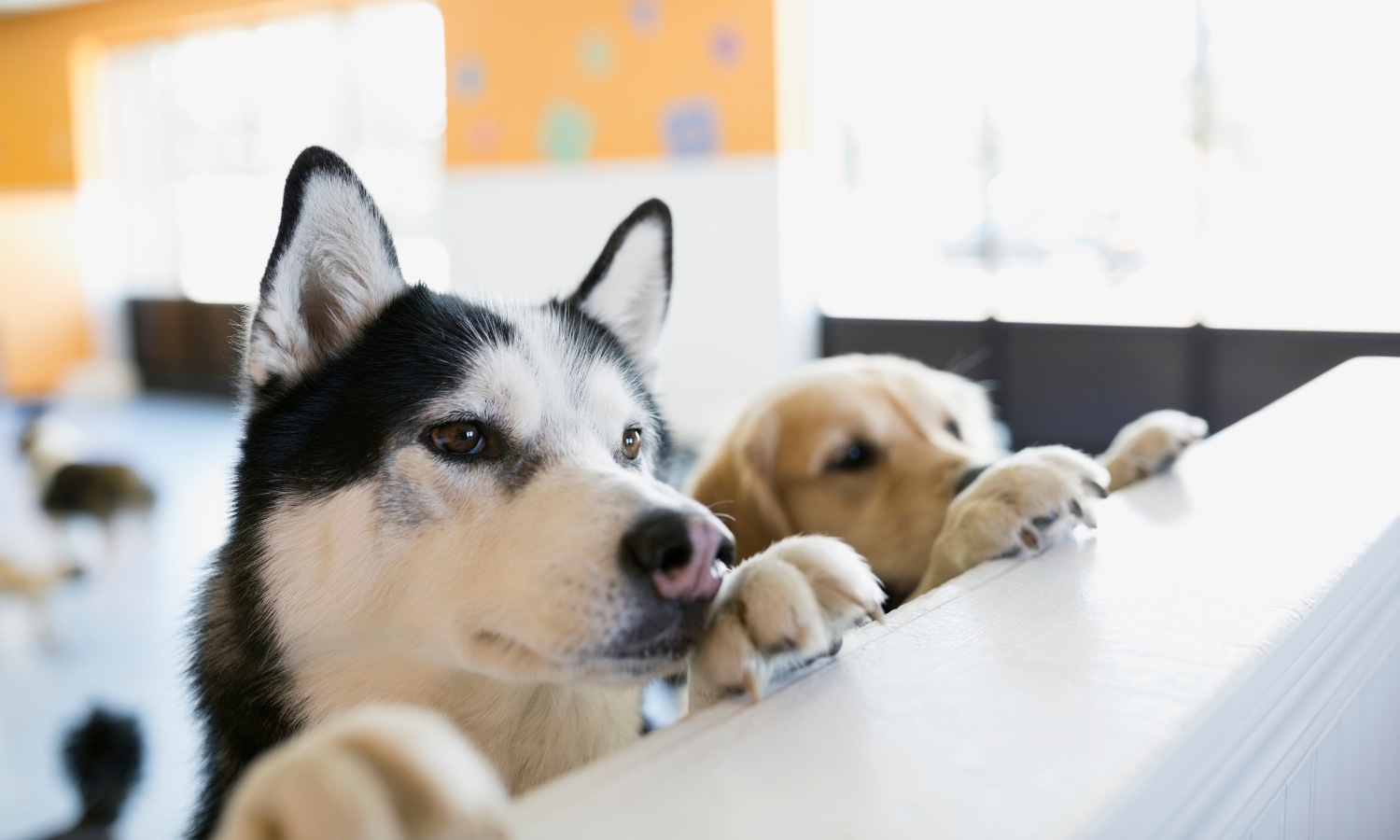 Chien comptoir Chien comptoir