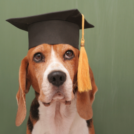 Obéissance - Patte 2.5 (perfectionnement)