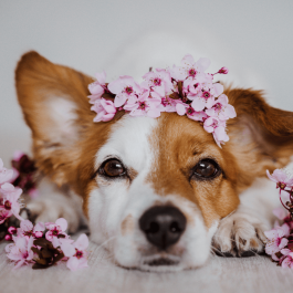 Obéissance - Patte 1 - Gr 2 (avril-mai)