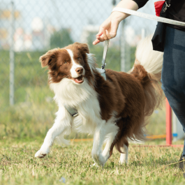 Obéissance - Patte 2 - Gr 1 (avril-mai)