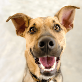 CaniMélo Ado (6 mois et plus)