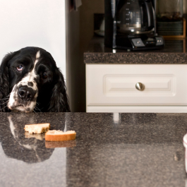 Gestion des problèmes courants à la maison - Atelier avec chien