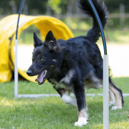 Hoopers Agility - Initiation