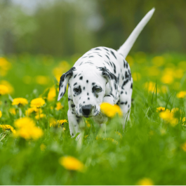 ÉducaChiot / Maternelle - Gr 1 (avril-mai)