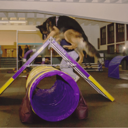 CaNinja - Niveau 1 (Initiation au Parkour canin)