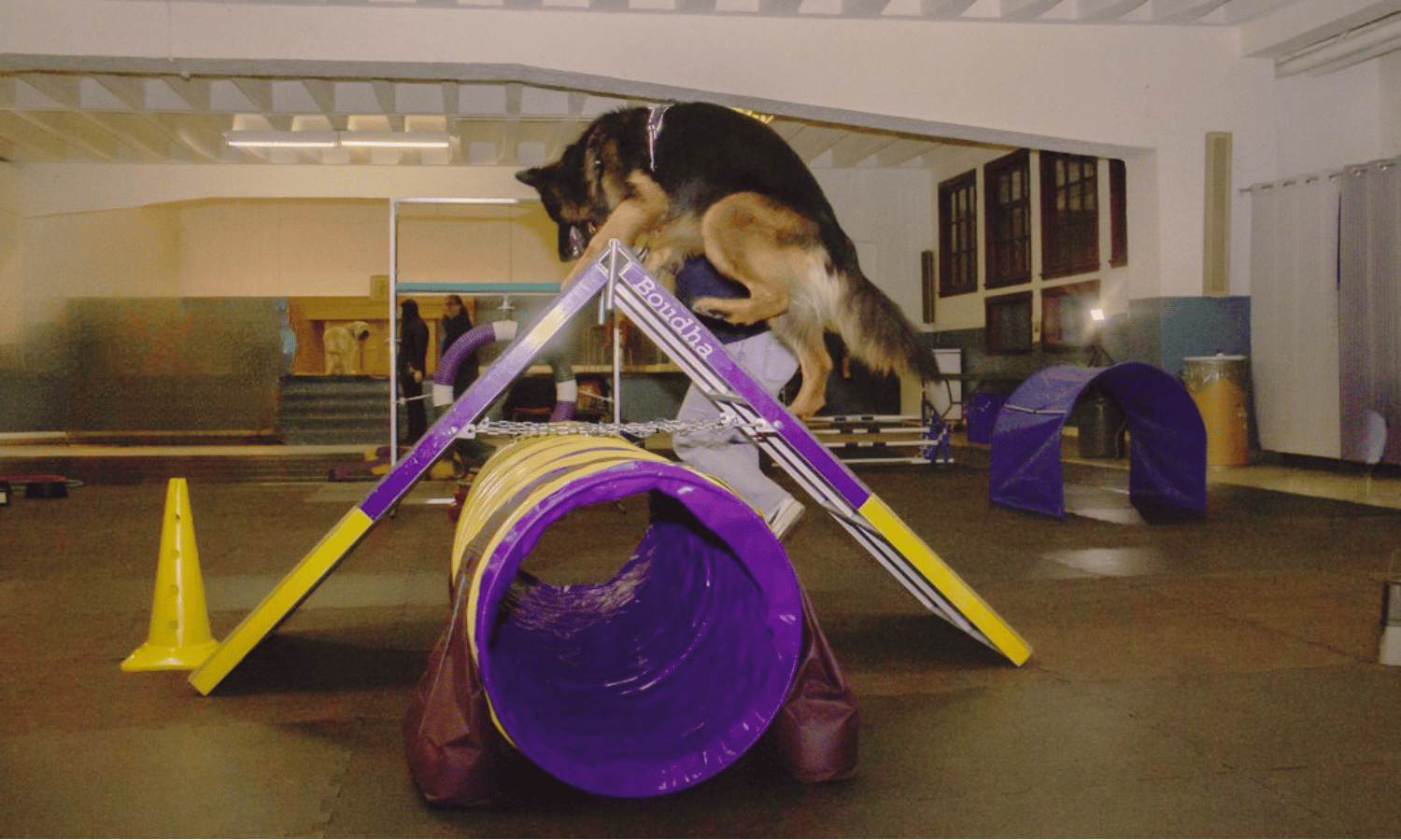 CaNinja CaNinja