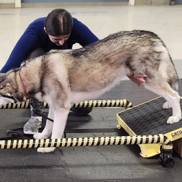 Power Fitness Canin