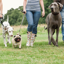 Six Pattes - Club de marche avec chiens 2026-2027
