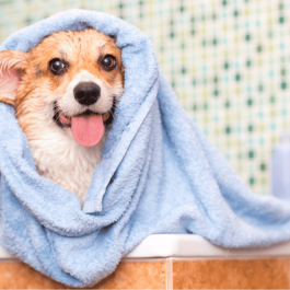 Toilettage canin maison 101 - Atelier sans chien